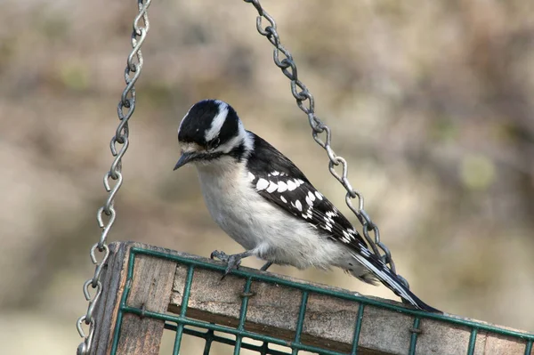 Feminino Downy Woodpecker Bird Comer Alimentos Bird Feeder Indianápolis Eua — Fotografia de Stock