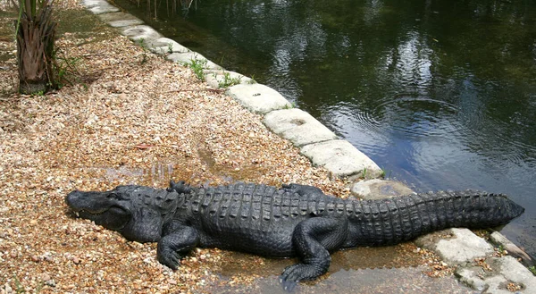 American Alligator Drying Pond Homosassa Springs Usa — Stock Photo, Image