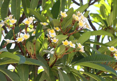 Kıbrıs 'ın Famagusta kentinde Çiçekli Plumeria Alba Ağacı