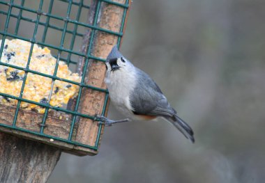 Indianapolis, Indiana, ABD 'deki Kuş Yem' de meme faresi.