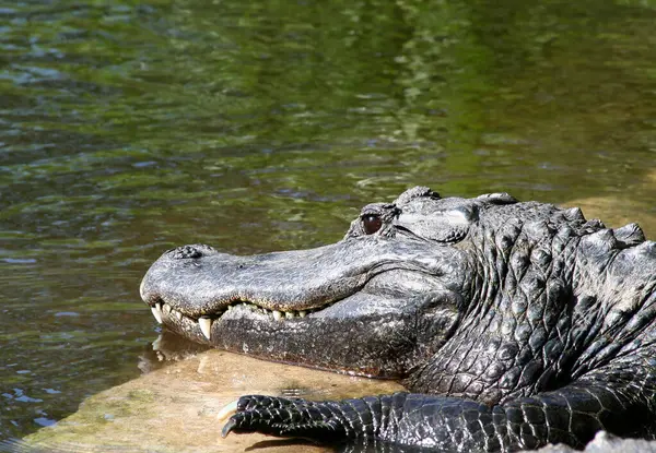 American Alligator with Big and Sharp Teeth by the water getting sun in Homosassa Springs, Florida, US