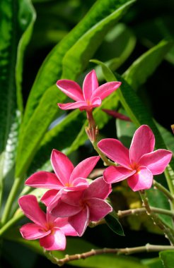 Miami, Florida 'da Yeşil Yapraklı Pembe Plumeria Çiçekleri