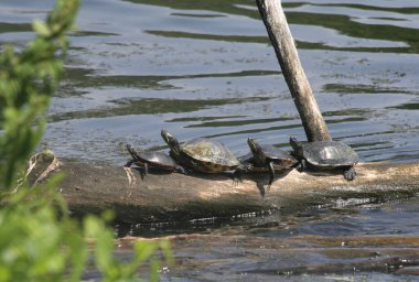 Su Kaplumbağaları Nashville, Tennessee, ABD 'deki Old Log' da sıraya dizildi.