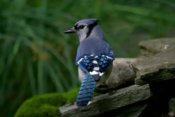 Blue Jay, Indianapolis 'teki Eagle Creek Parkı' nda bir kaya parçasının üzerinde duruyor.