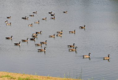 Kanada Kaz Grubu Carmel, Indiana, ABD 'deki Pond' da yüzmenin keyfini çıkarıyor