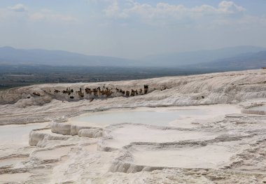 Pamukkale, Denizli, Türkiye 'de beyaz kireçtaşıyla çevrili doğal termik havuzlar