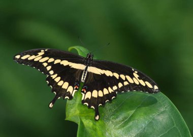 Indianapolis, IN, ABD 'de Yeşil Yaprak Üzerine Dev Kırlangıç Kuyruğu