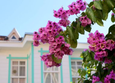 Pembe Bougainville Çiçekleri ve Eski Yunan Köşkü Büyükada, İstanbul, Türkiye 'de