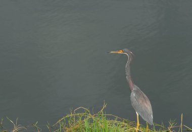 Mavi balıkçıl kuşu Napoli, FL, ABD 'de göl kenarında yiyecek arıyor.