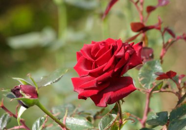 Türkiye 'nin Mersin kentindeki Garden' da goncalı kırmızı gül ve yapraklar