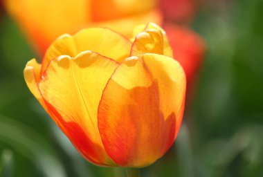 Yellow and Red Tulip Close up with green background in Indianapolis, IN, USA
