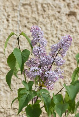 Türkiye 'nin Safranbolu kentinde Duvarda büyüyen Mor Leylak çiçekleri