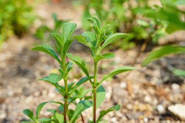 Taze stevia 'yı kapatın.