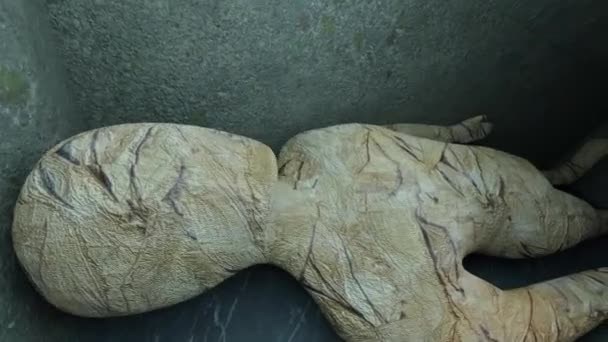 Animazione Una Mummia Dentro Una Bara — Video Stock