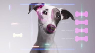 A whippet dog with overlayed data and scanning code