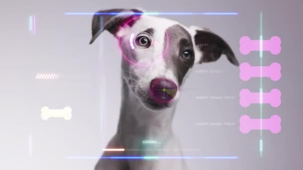 Whippet Dog Overlayed Data Scanning Code — Wideo stockowe
