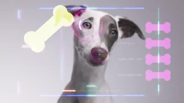 Whippet Dog Overlayed Data Scanning Code — Vídeo de Stock
