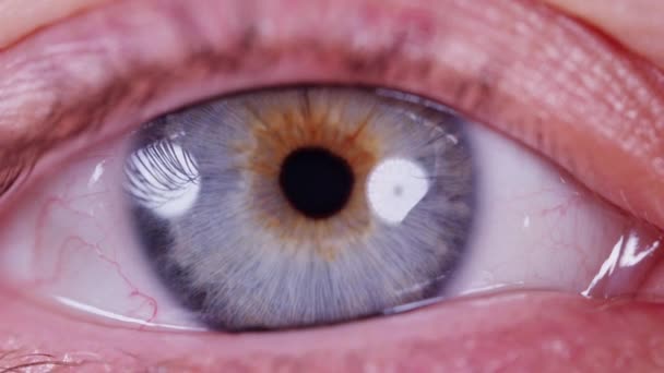 Close Shot Blu Eye — Wideo stockowe