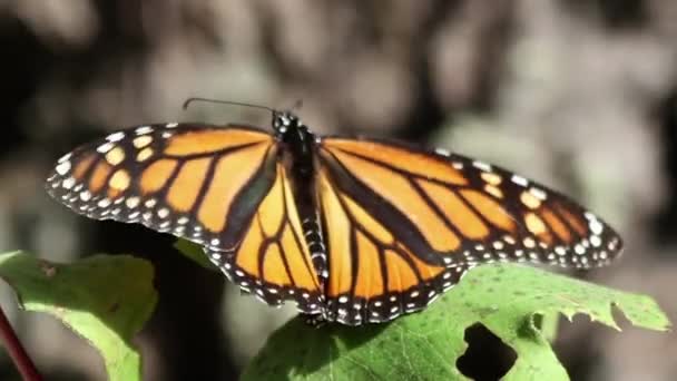 Monarch Butterfly Sanctuary Mexico Millions Butterflies Return Each Year Usa — 图库视频影像