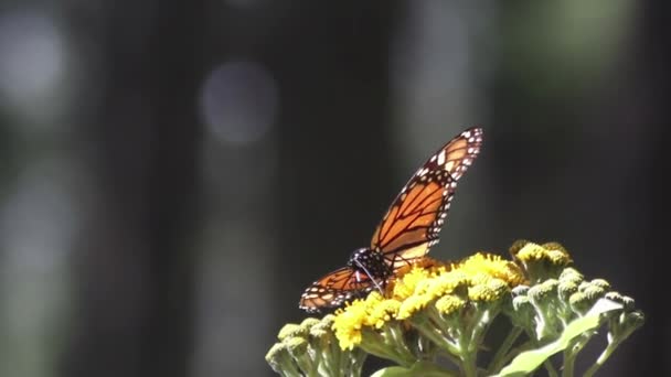 Santuario Mariposas Monarca México Donde Millones Mariposas Regresan Cada Año — Vídeo de stock