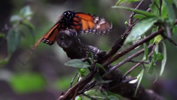 Sanctuaire Papillons Monarques Mexique Des Millions Papillons Reviennent Chaque Année — Video