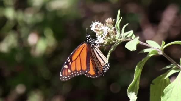 Monarch Butterfly Sanctuary Mexico Millions Butterflies Return Each Year Usa — Video Stock