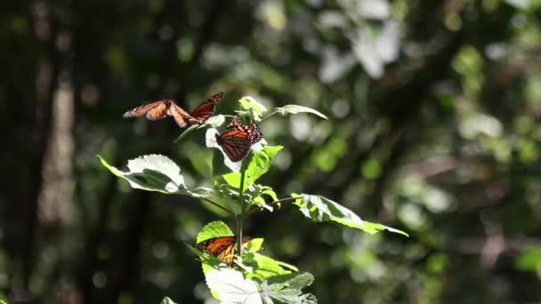 Monarch Butterfly Sanctuary Mexico Millions Butterflies Return Each Year Usa — Video Stock