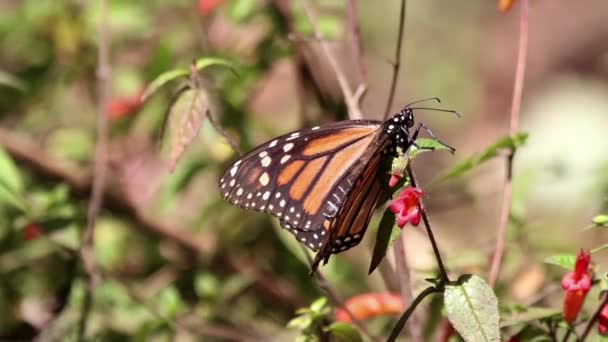 Monarch Butterfly Sanctuary Mexico Millions Butterflies Return Each Year Usa — Αρχείο Βίντεο