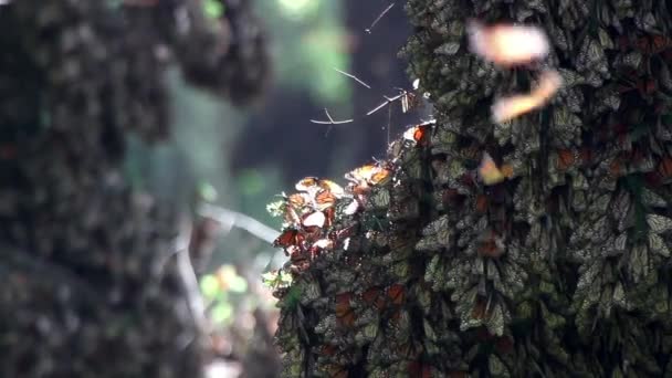 Mexikói Királylepke Szentély Ahová Pillangók Milliói Térnek Vissza Minden Évben — Stock videók
