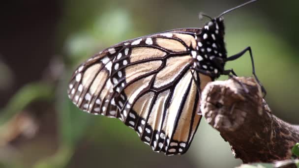 Monarchvlinder Heiligdom Mexico Waar Miljoenen Vlinders Terugkeren Naar Elk Jaar — Stockvideo