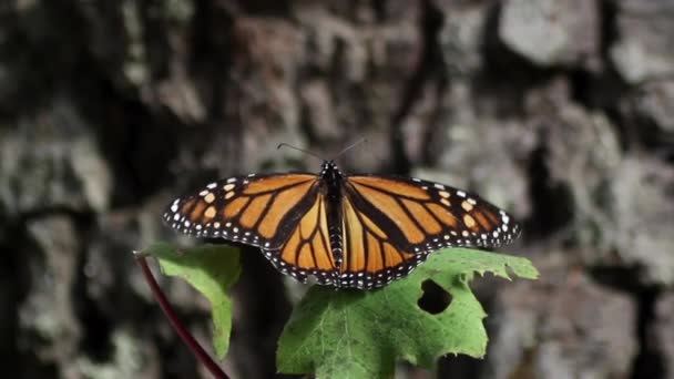 Monarch Butterfly Sanctuary Mexico Millions Butterflies Return Each Year Usa — Vídeo de Stock