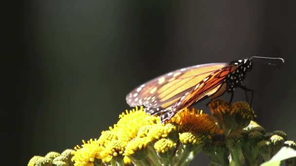 Monarch Butterfly Sanctuary Mexico Millions Butterflies Return Each Year Usa — Stockvideo