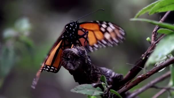 Monarch Butterfly Sanctuary Mexico Millions Butterflies Return Each Year Usa — Stock Video