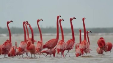 Tuz göllerinde muhteşem pembe flamingolar, riya largartoları, Meksika
