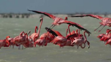 Tuz göllerinde muhteşem pembe flamingolar, riya largartoları, Meksika