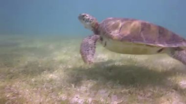 kaplumbağası, su altında Meksika'da çekildi
