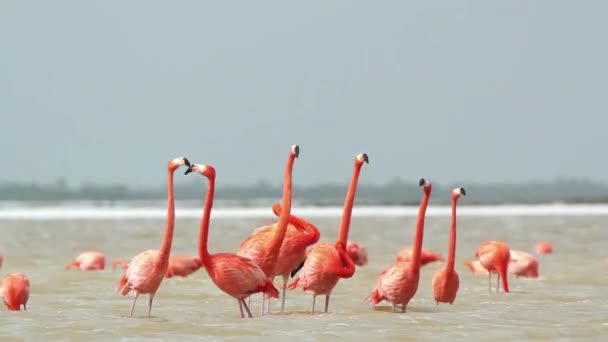 Amazing Pink Flamingos Salt Lagoons Ria Largartos Mexico — Αρχείο Βίντεο