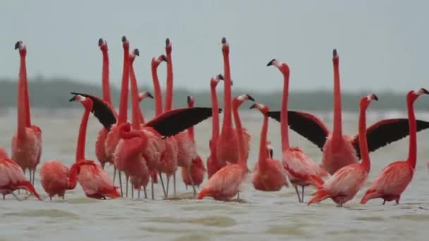 Amazing Pink Flamingos Salt Lagoons Ria Largartos Mexico — Stockvideo