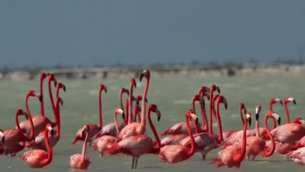 Amazing Pink Flamingos Salt Lagoons Ria Largartos Mexico — Stock video