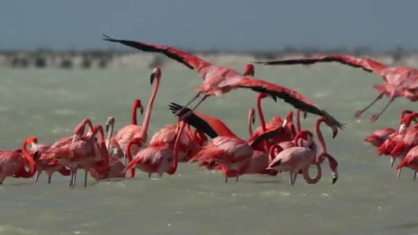 Amazing Pink Flamingos Salt Lagoons Ria Largartos Mexico — 图库视频影像