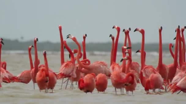 Niesamowite Różowe Flamingi Solnych Lagunach Ria Largartos Meksyk — Wideo stockowe