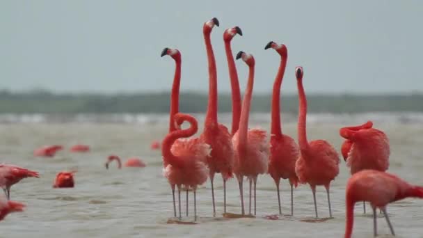 Amazing Pink Flamingos Salt Lagoons Ria Largartos Mexico — Video