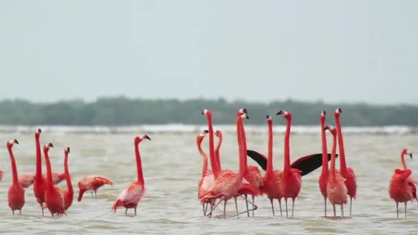 Increíbles Flamencos Rosados Las Lagunas Sal Ria Largartos México — Vídeos de Stock