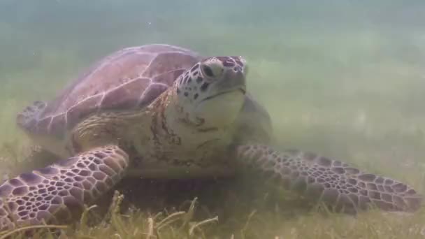 Kaplumbağası Altında Meksika Çekildi — Stok video