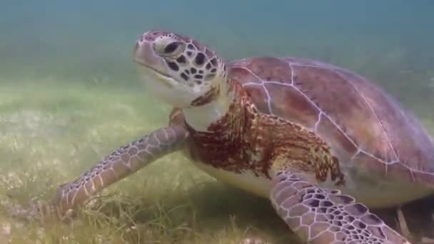 Żółw Karetta Kręcony Podwodny Meksyku — Wideo stockowe
