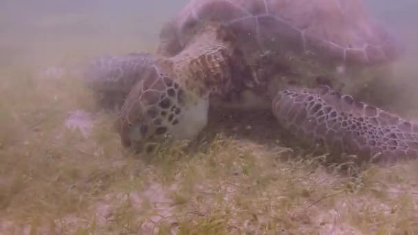 Χελώνα Υποβρύχια Γυρίστηκε Στο Μεξικό — Αρχείο Βίντεο