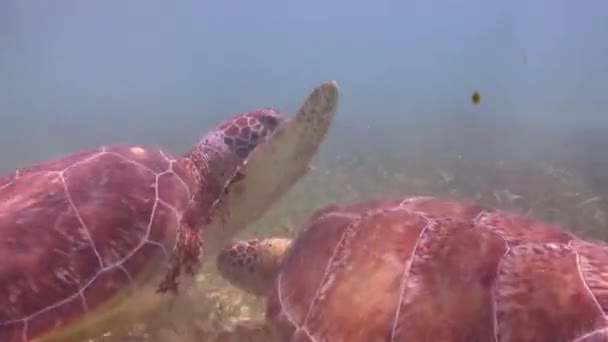 Χελώνα Υποβρύχια Γυρίστηκε Στο Μεξικό — Αρχείο Βίντεο
