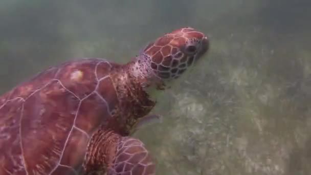 바다거북 멕시코에서 — 비디오