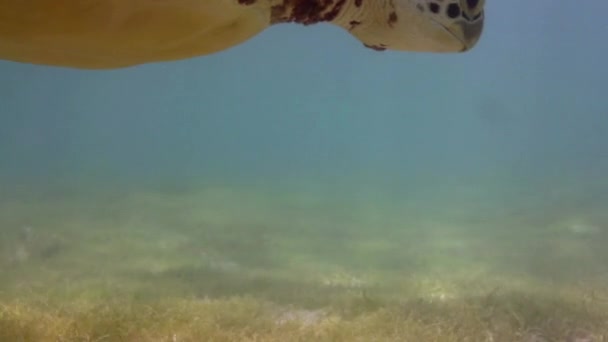 Kareta Natočeno Pod Vodou Mexiku — Stock video