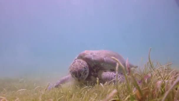 Loggerhead Turtle Filmed Underwater Mexico — Stock Video
